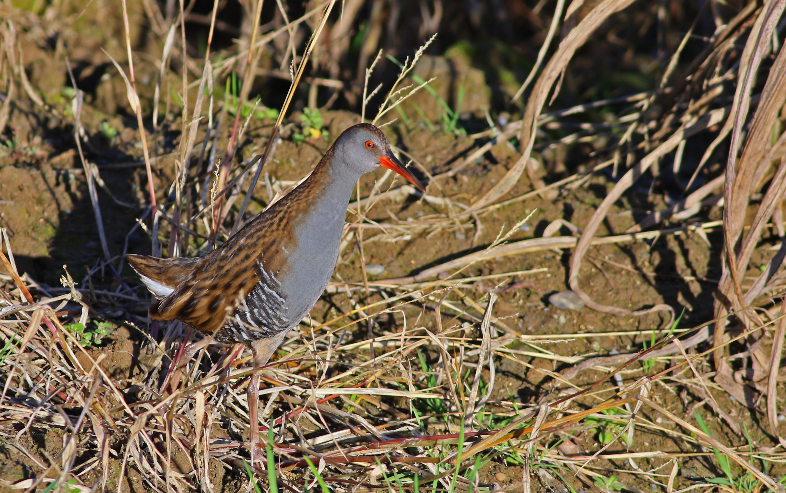 Water Rail